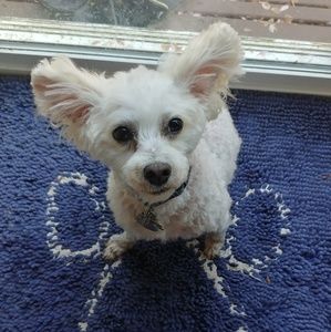 Meet your Posher, Yohan